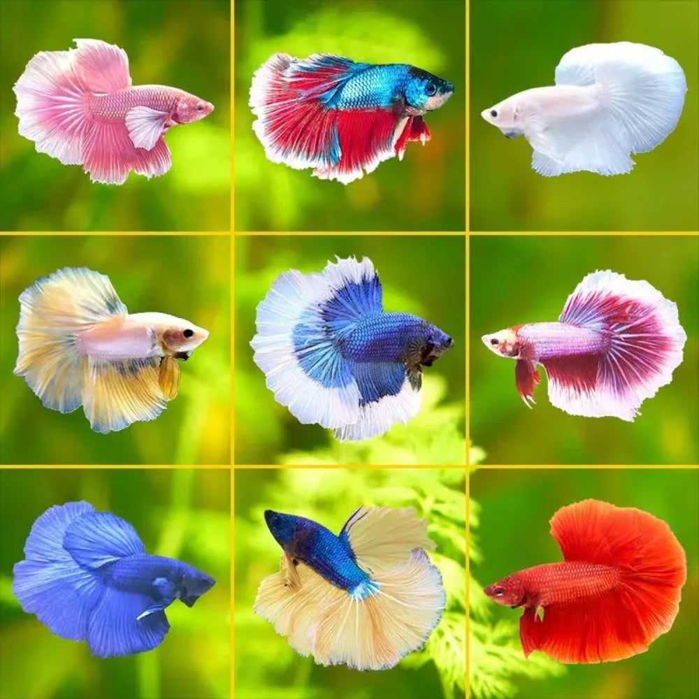 Mini Aquarium Betta Fish Tank - Stackable Ornamental Bowl